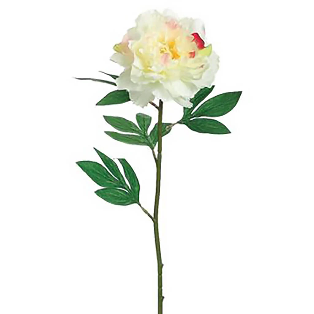 Pearl Peony Spray 27in Cream Rubrum