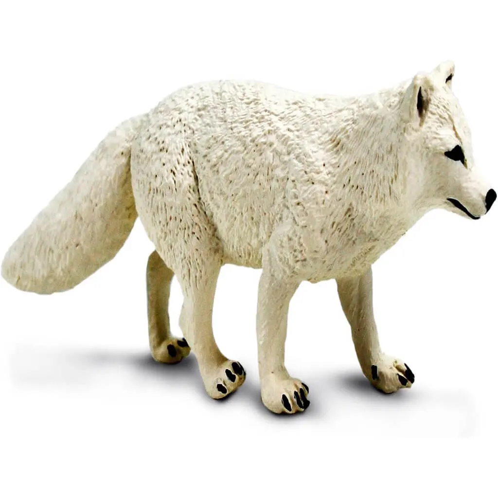 Arctic Fox