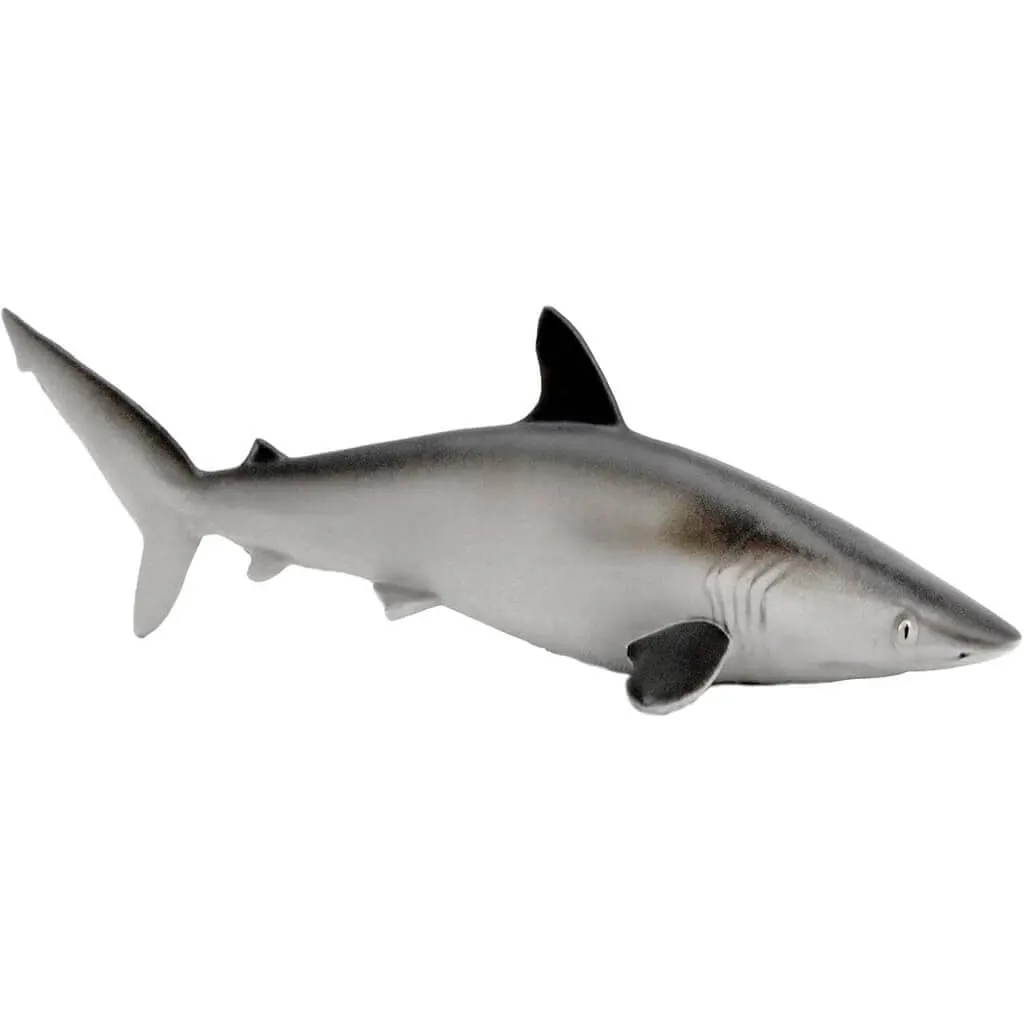 Silky Shark