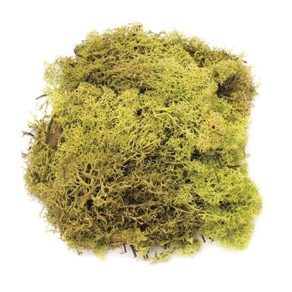 Moss Light Green 50G