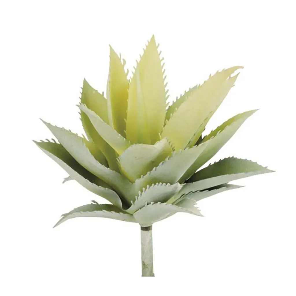 Agave 15cm