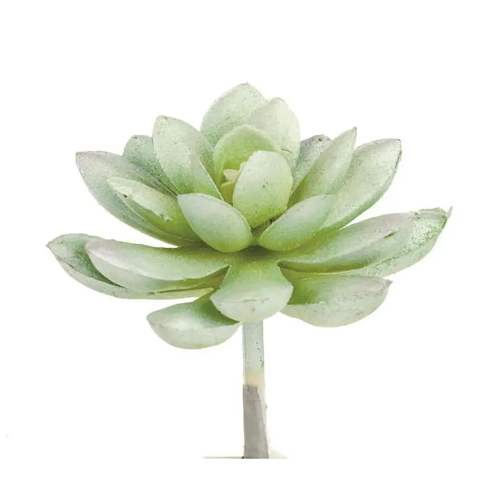 Echereria 7cm