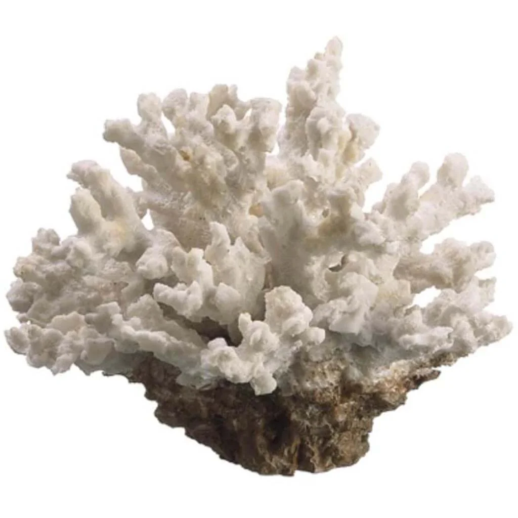5"Dx3"H Coral Na