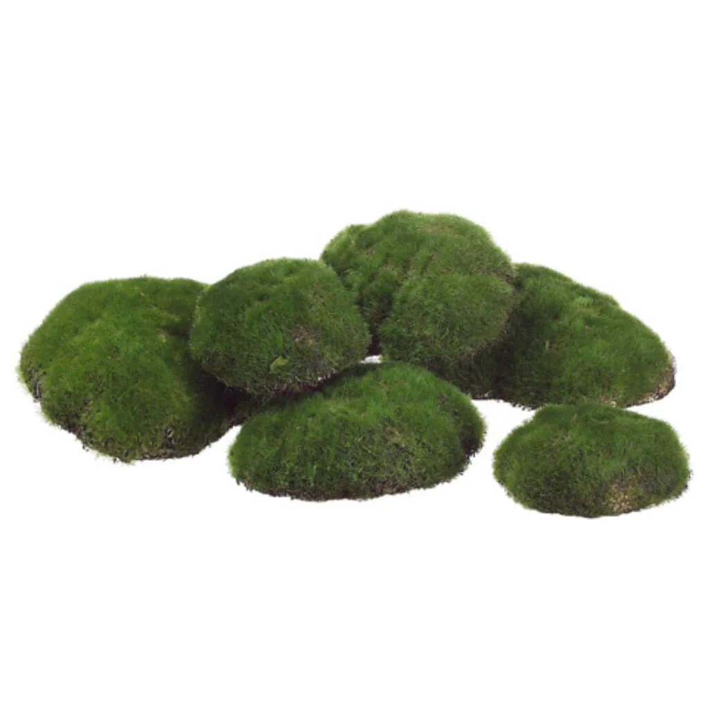9.5W13"L Ast Moss Buns(6Ea/Bg)