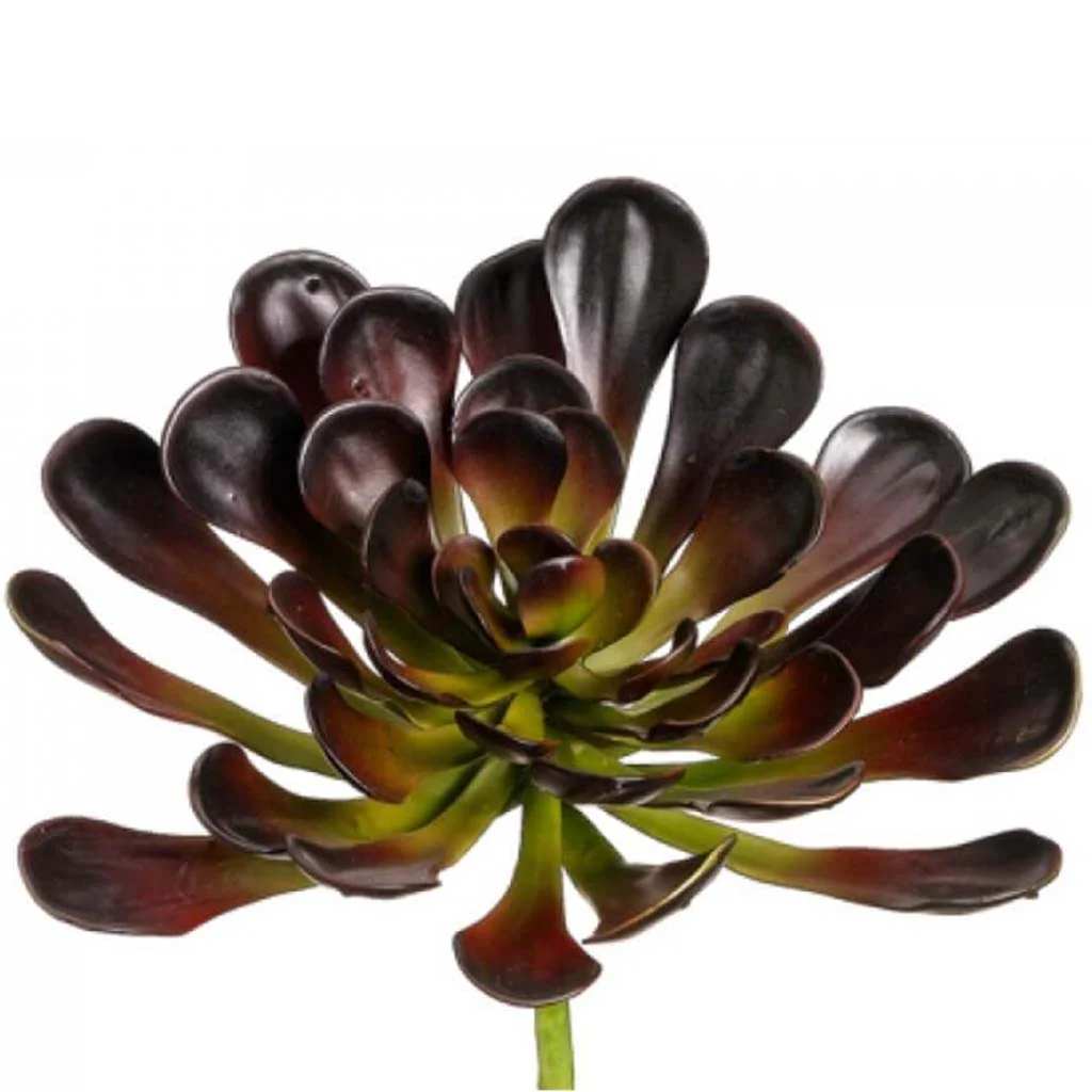 8.5"Aeonium Plant Bu/Gr