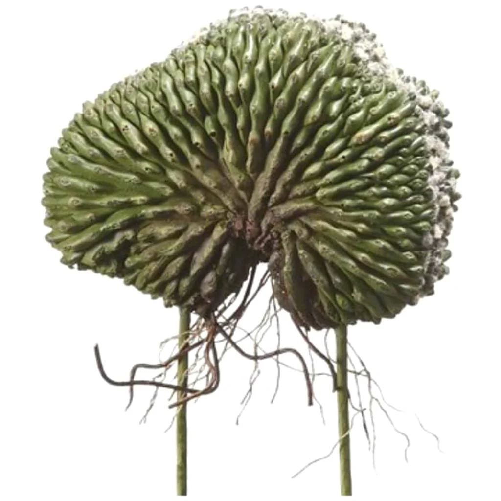 9"Brain Cactus Gr