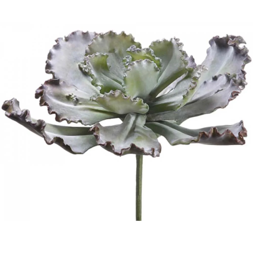 15"Curly Echeveria Pu/Gr
