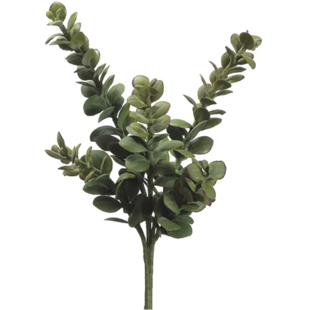 Jade Plant Green, 13in