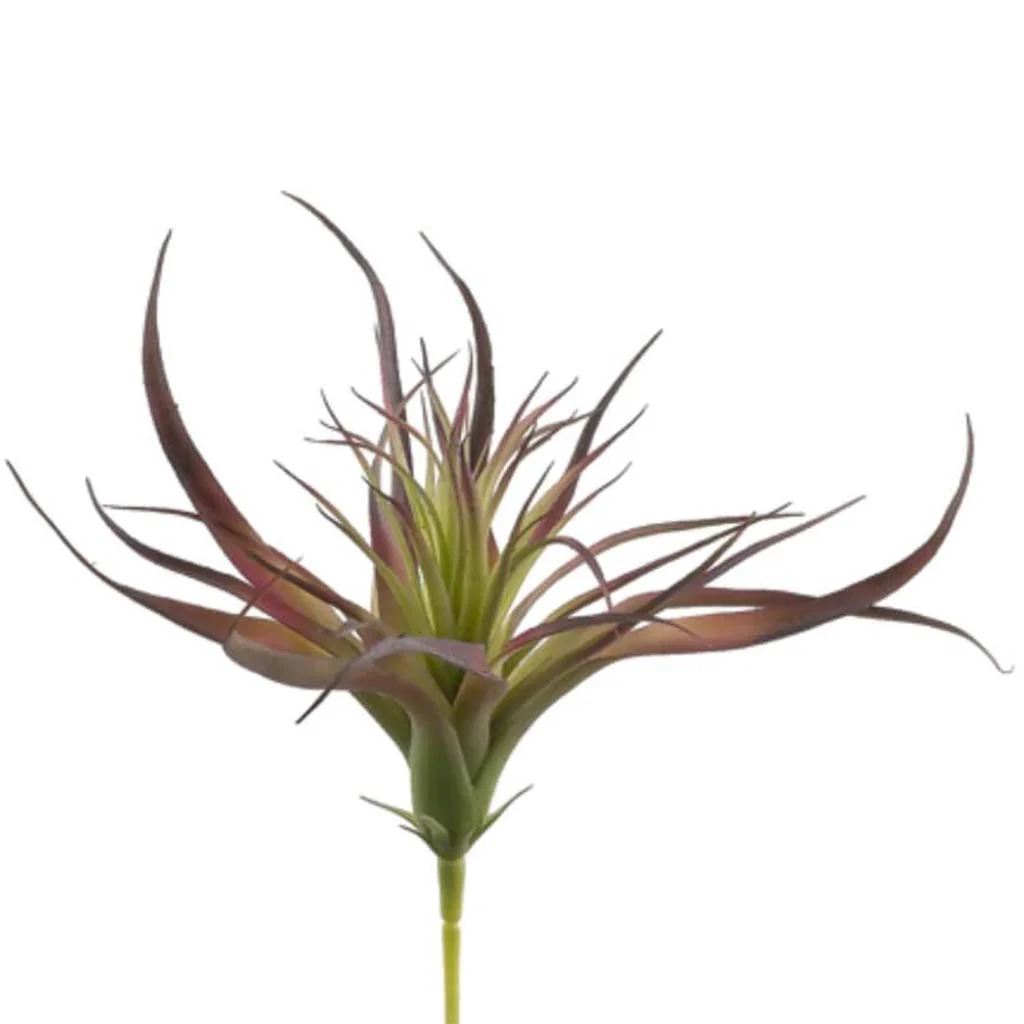 13.5"Tillandsia Bu/Gr