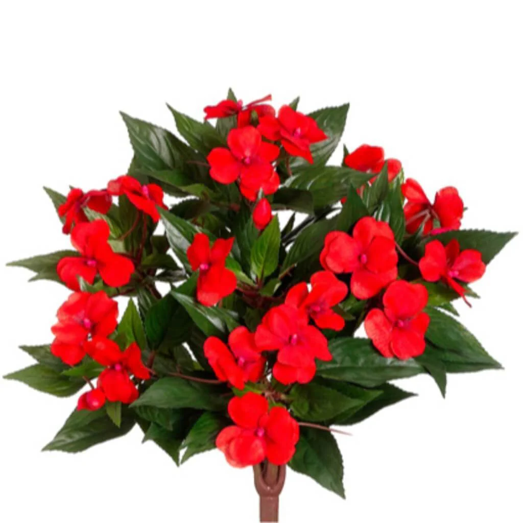 13.7"New Gui.Impatiens Bu.Reto