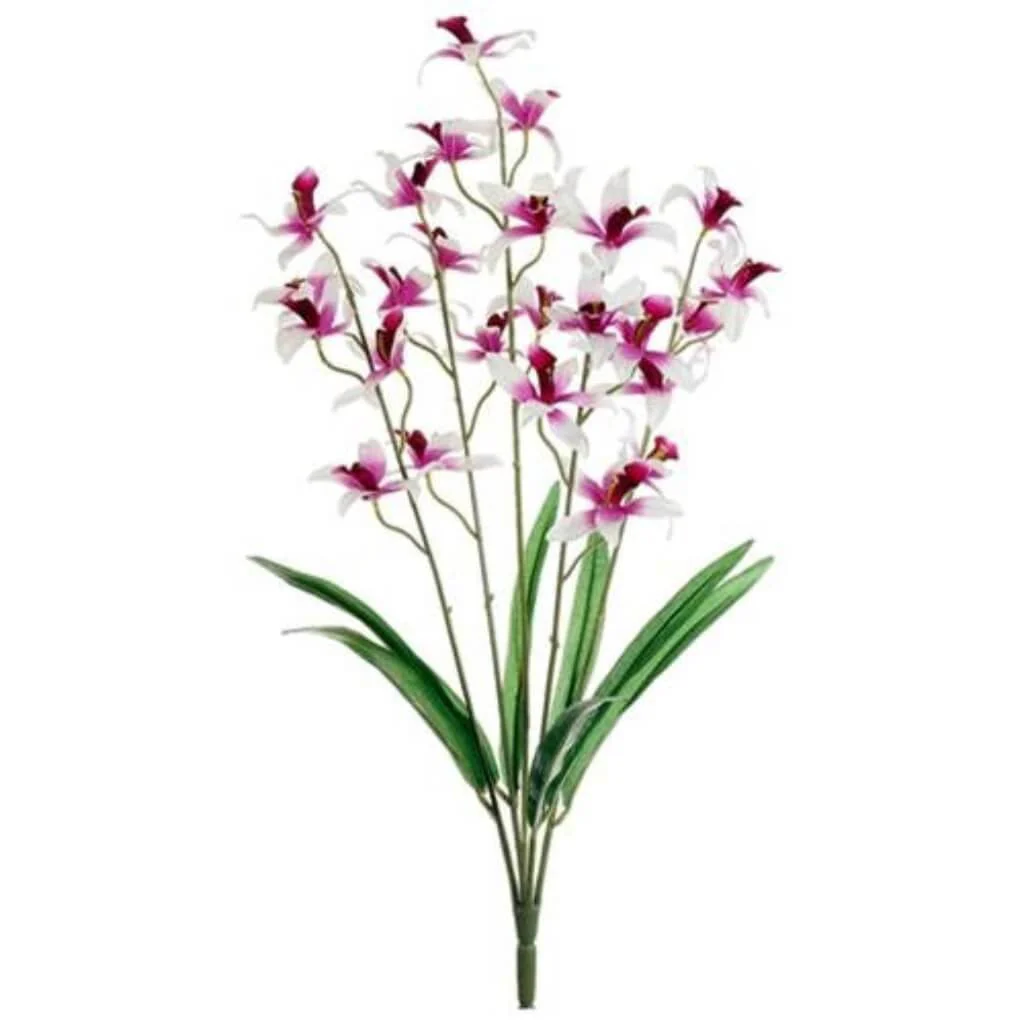 24.5"Dendrobium Bush X5 Cr/Cs
