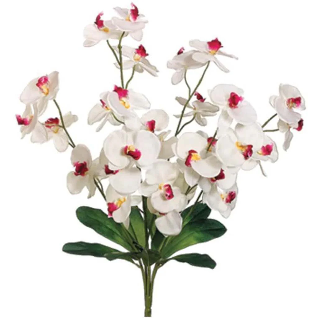 24"Phalaenopsis Orchid Bush X6