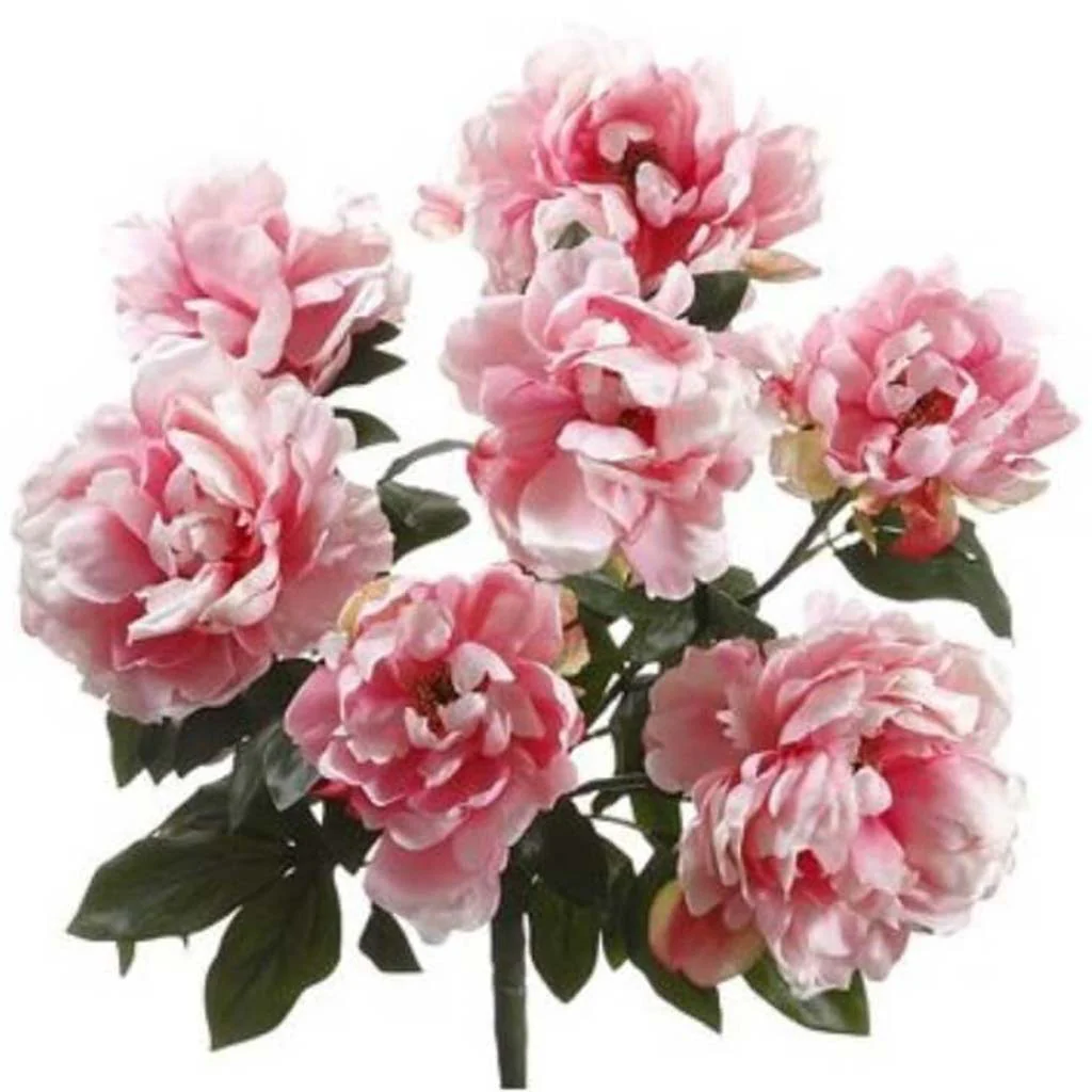 20"Imperial Peony Bush X7 Pkcr