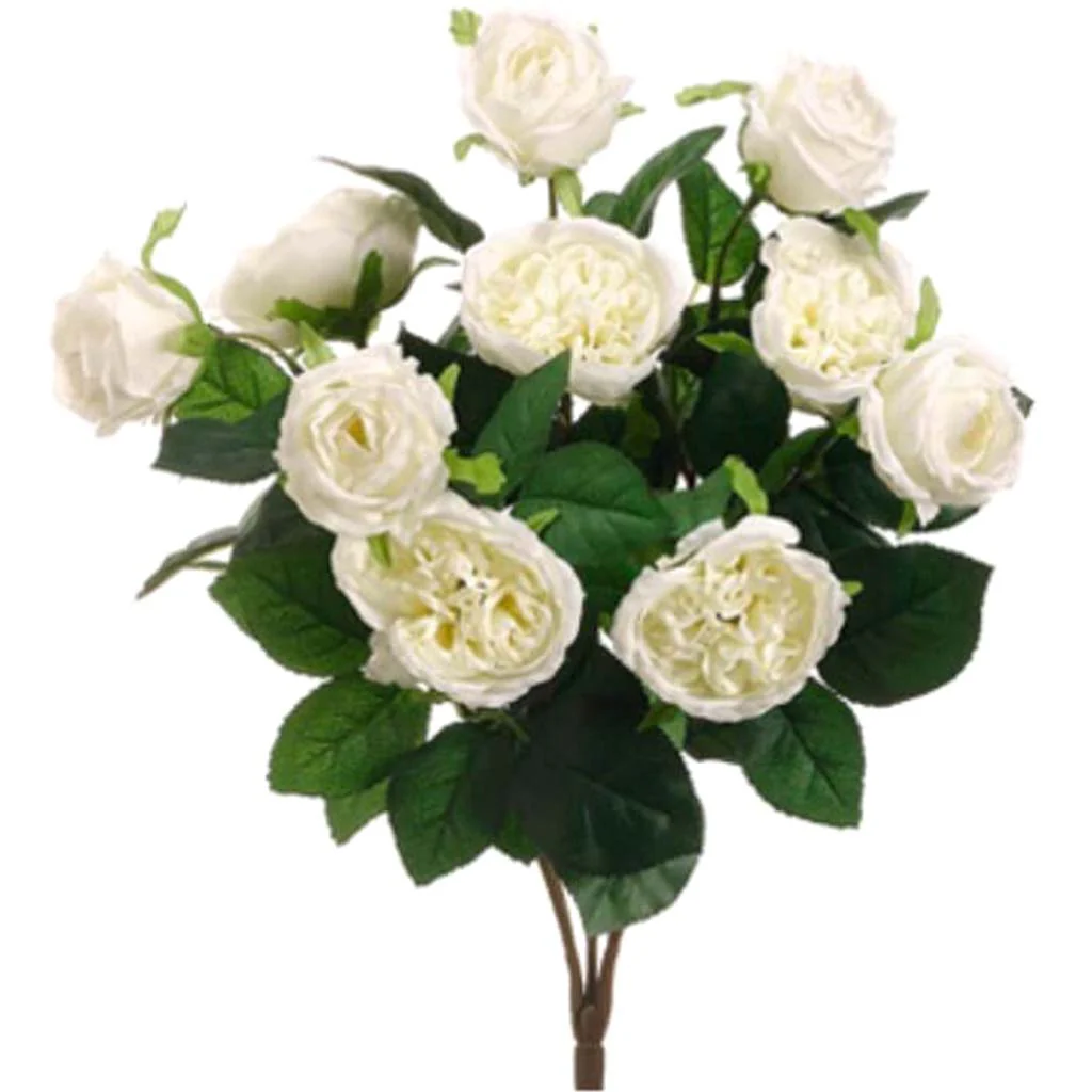 16"Cabbage Rose Bush X10 Cr