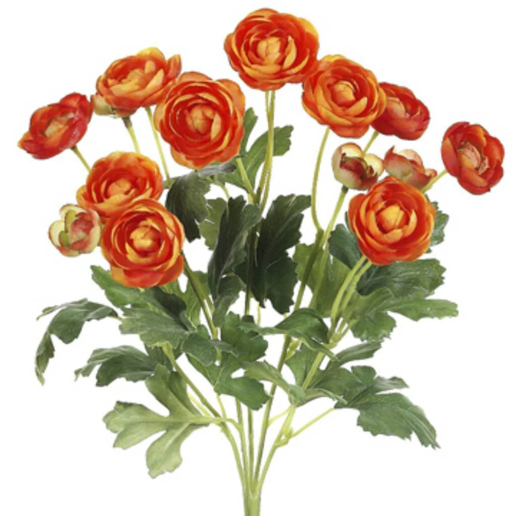 13"Mini Ranunculus Bu.X5 Or
