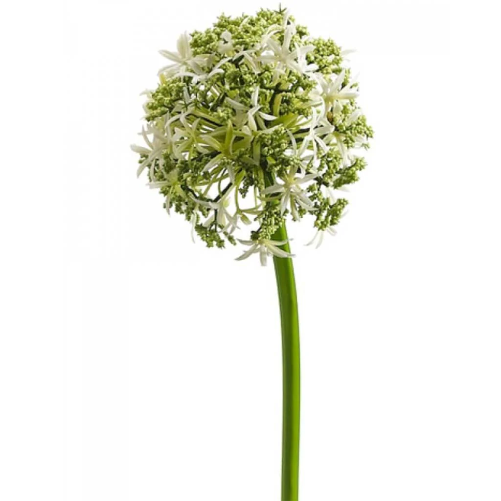 ALLIUM SPRAY 31" CREAM
