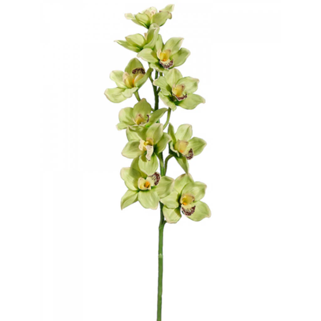 Cymbidium Orchid Spray 36in Green Burgundy