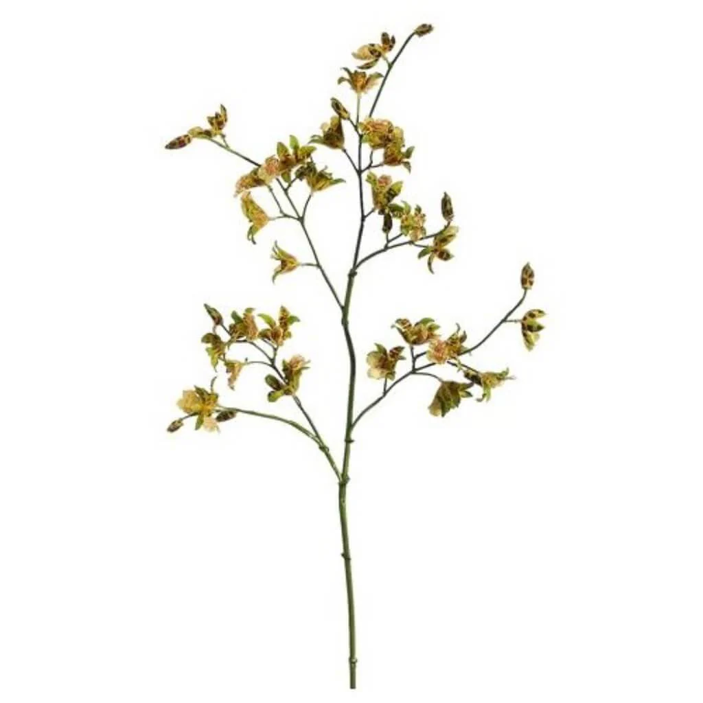 Oncidium Spray 36" Green Burgundy