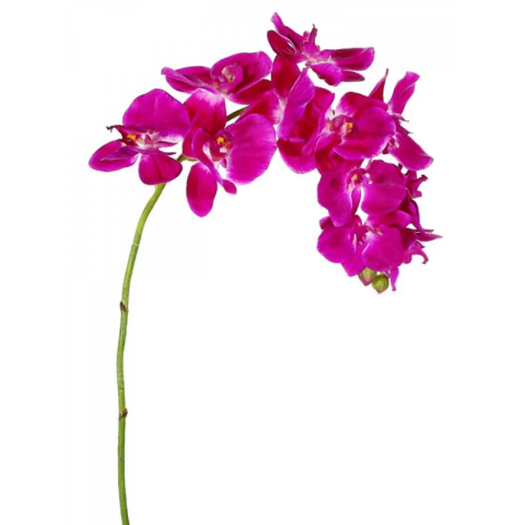 Phalaenopsis Spray 37" Orchid