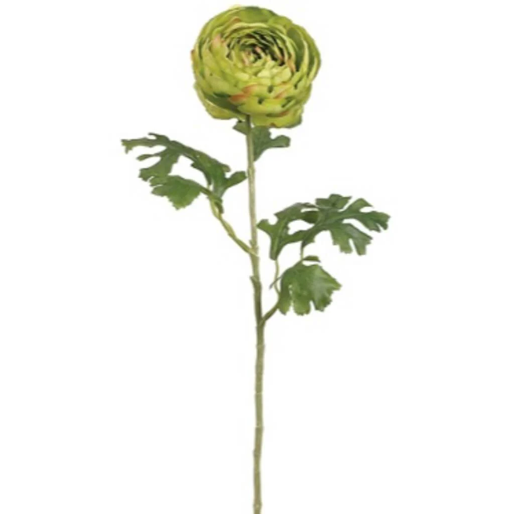 Dbl Ranunculus Spray 26.5" Green
