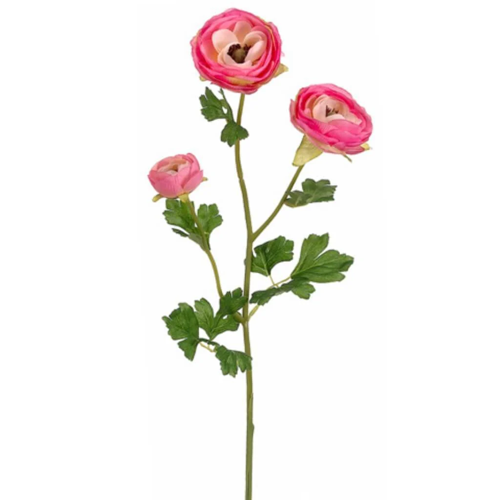 Ranunculus Spray 25" Two tone Cerise