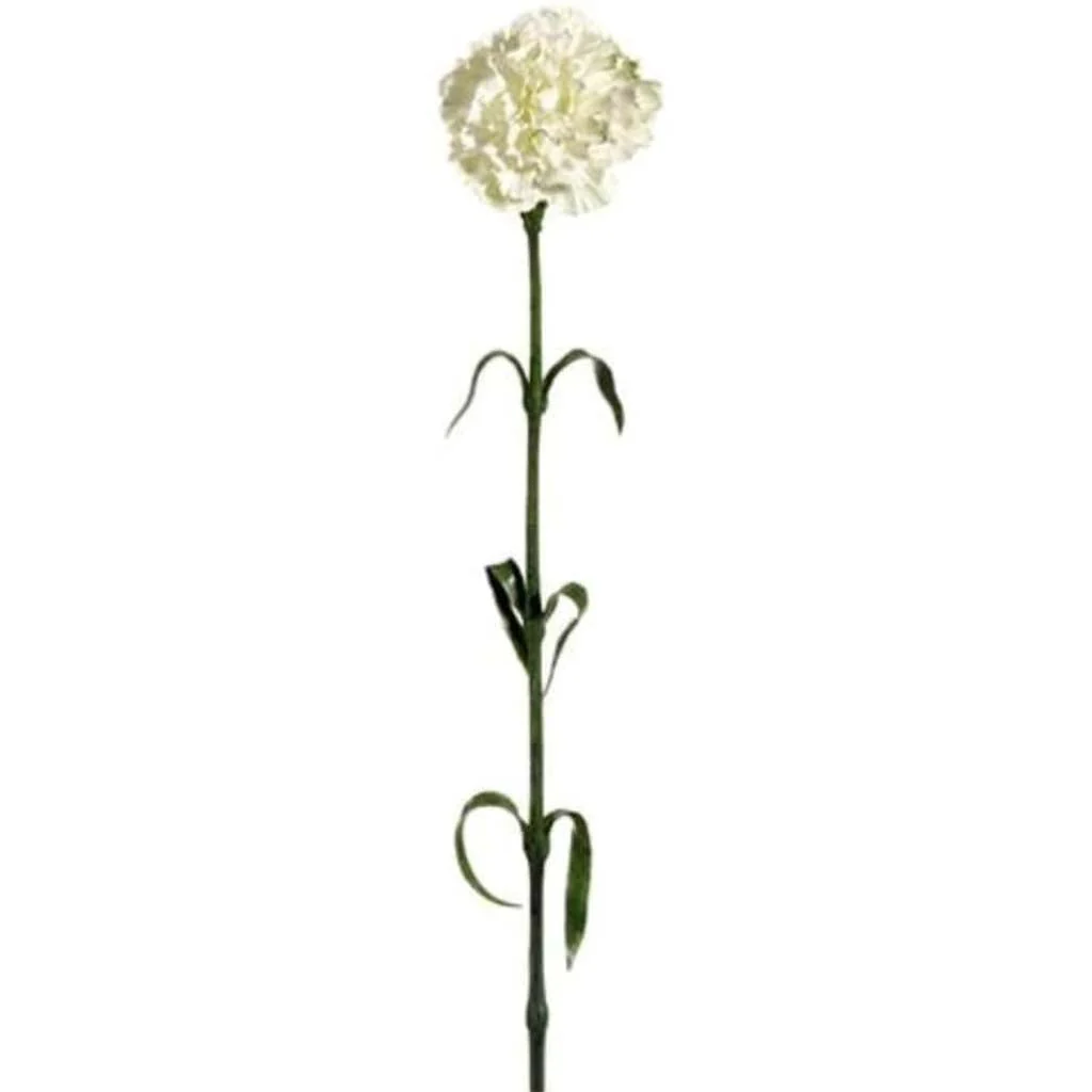 Carnation Spray X1 27" Cream White
