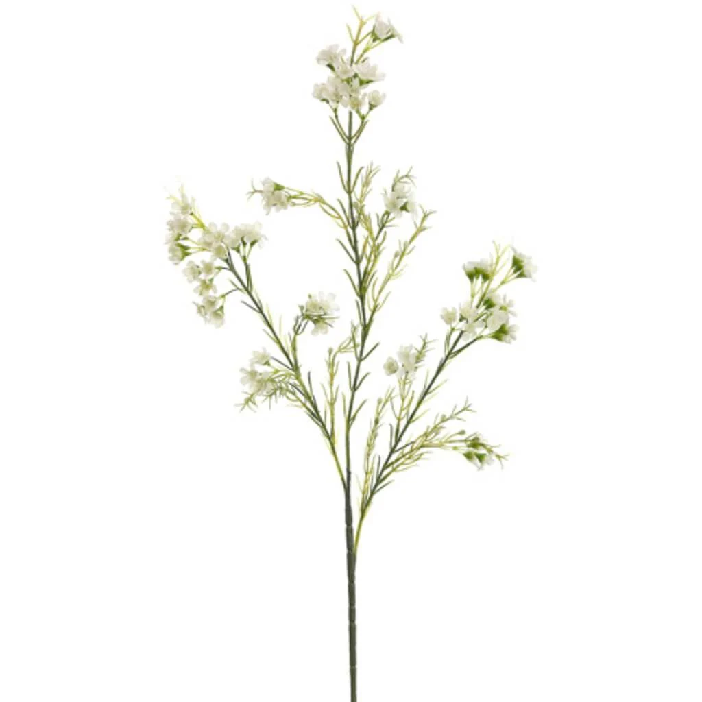 27"Waxflower Sp.X3 Cr/Wh