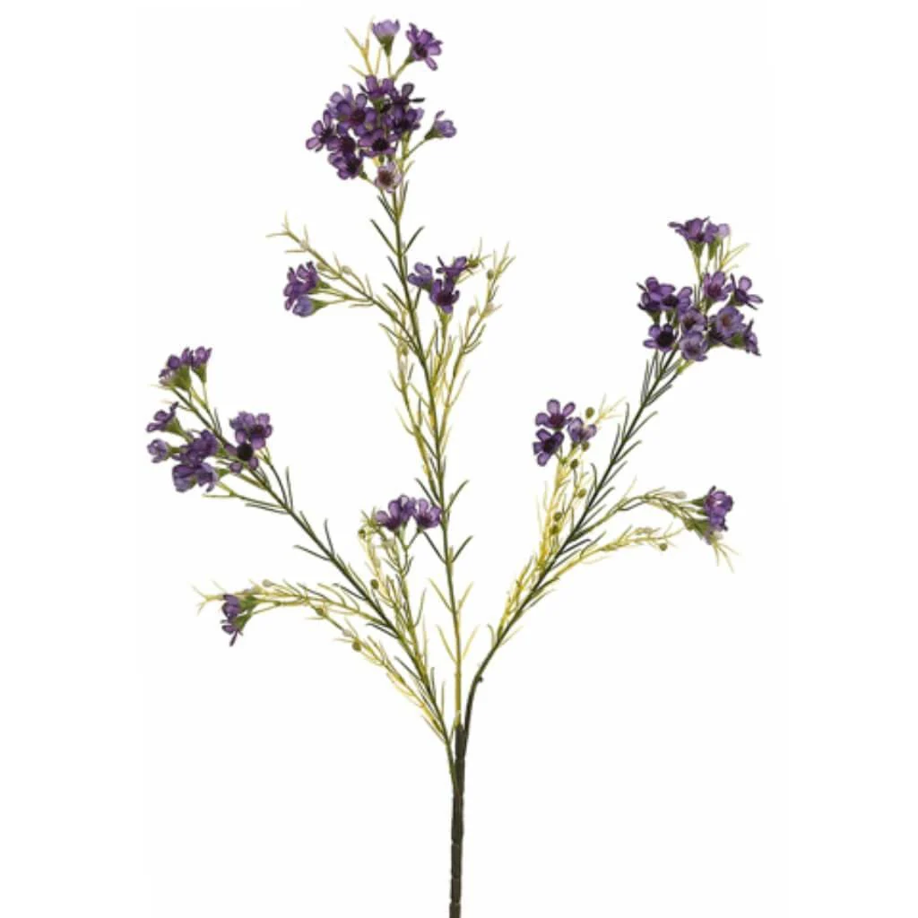 Waxflower Sp.X3 Pu 27in