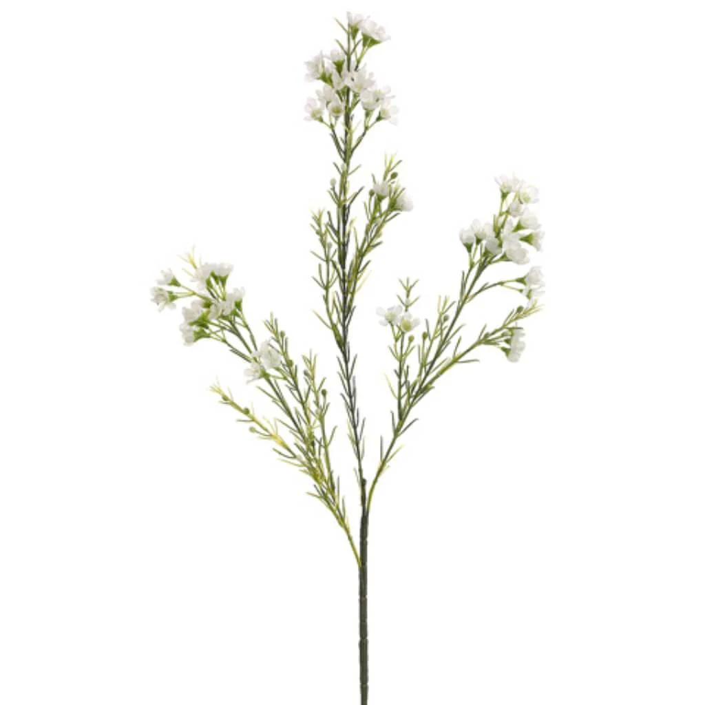 27"Waxflower Sp.X3 Wh