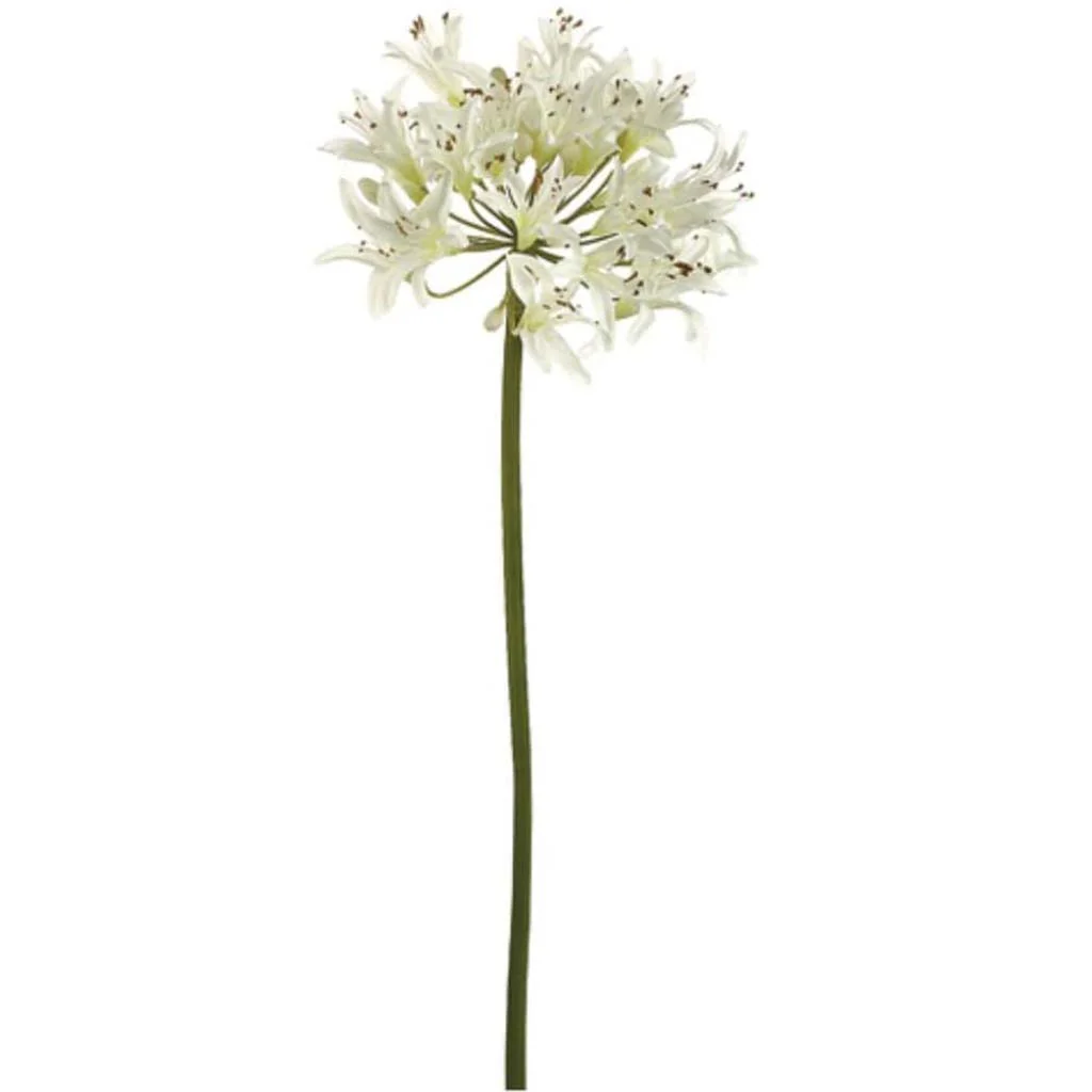 Lg Agapanthus Spray 32" Cream