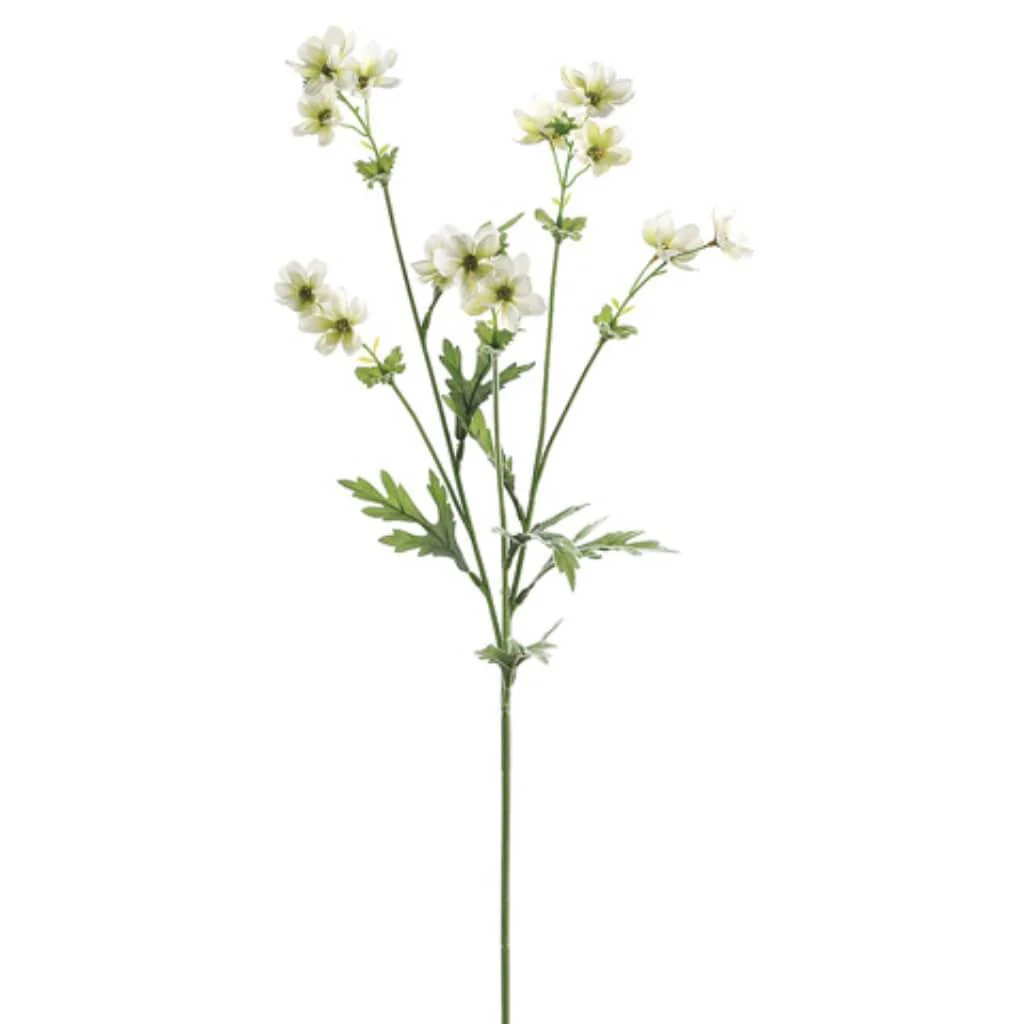 Baby Cosmos Spray X5 27.5" Cream