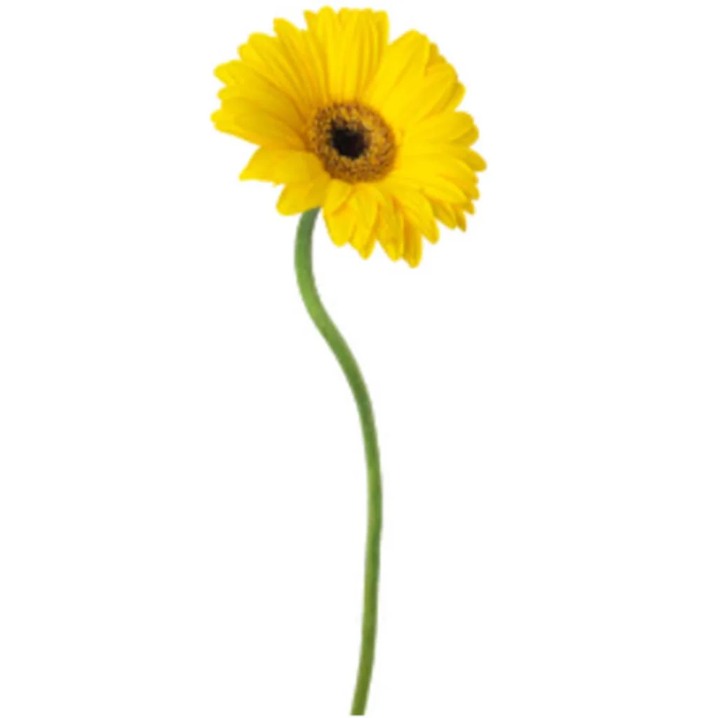 RT GERBERA DAISY SP.X1 24" YELLOW