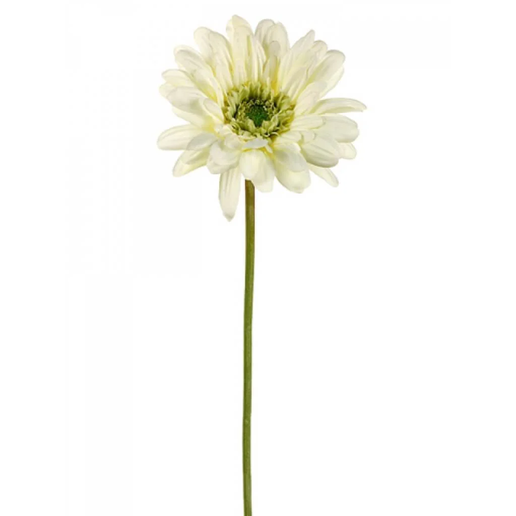 MD GERBERA DAISY SPRAY 21.5" CREAM