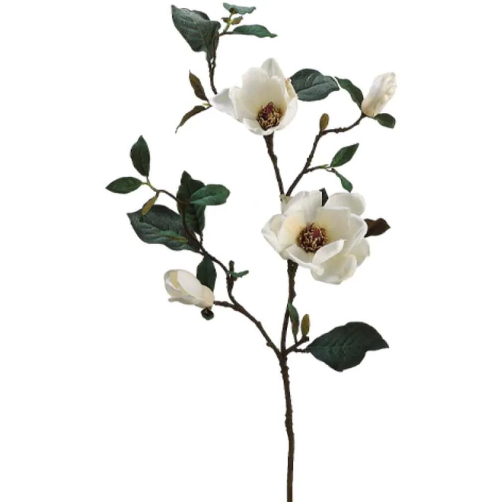 Magnolia Sp.X2 W/Bud 35" Cream White