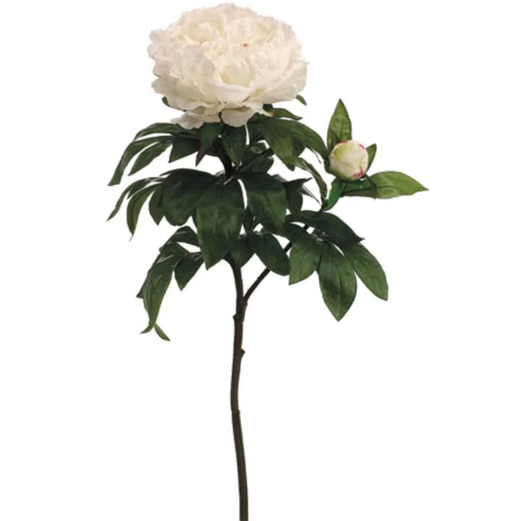 Rt King Peony Sp.1F1B 36" Cream Beauty