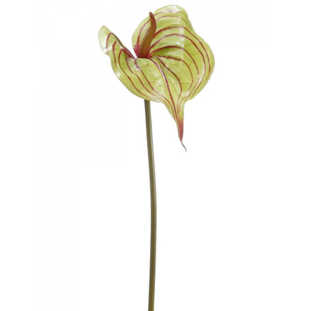 Anthurium Spray 25" Green Blush