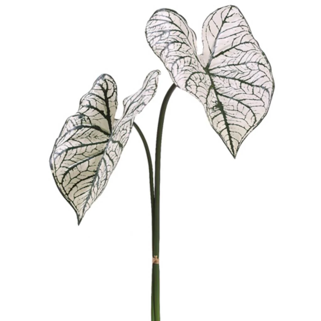 Caladium Lf Spray X2 30" Cream Green