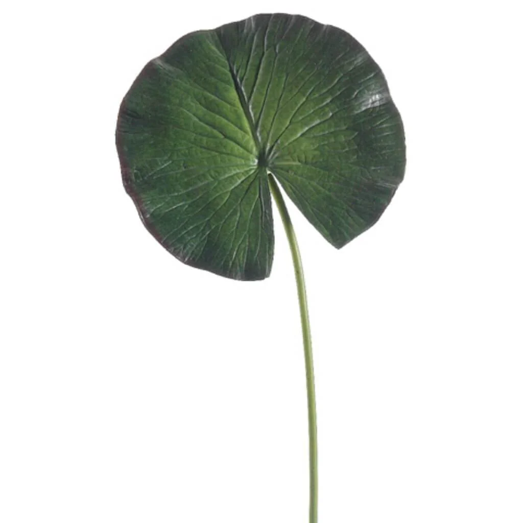 Water Lily Lf Spray 8D24"H  Green