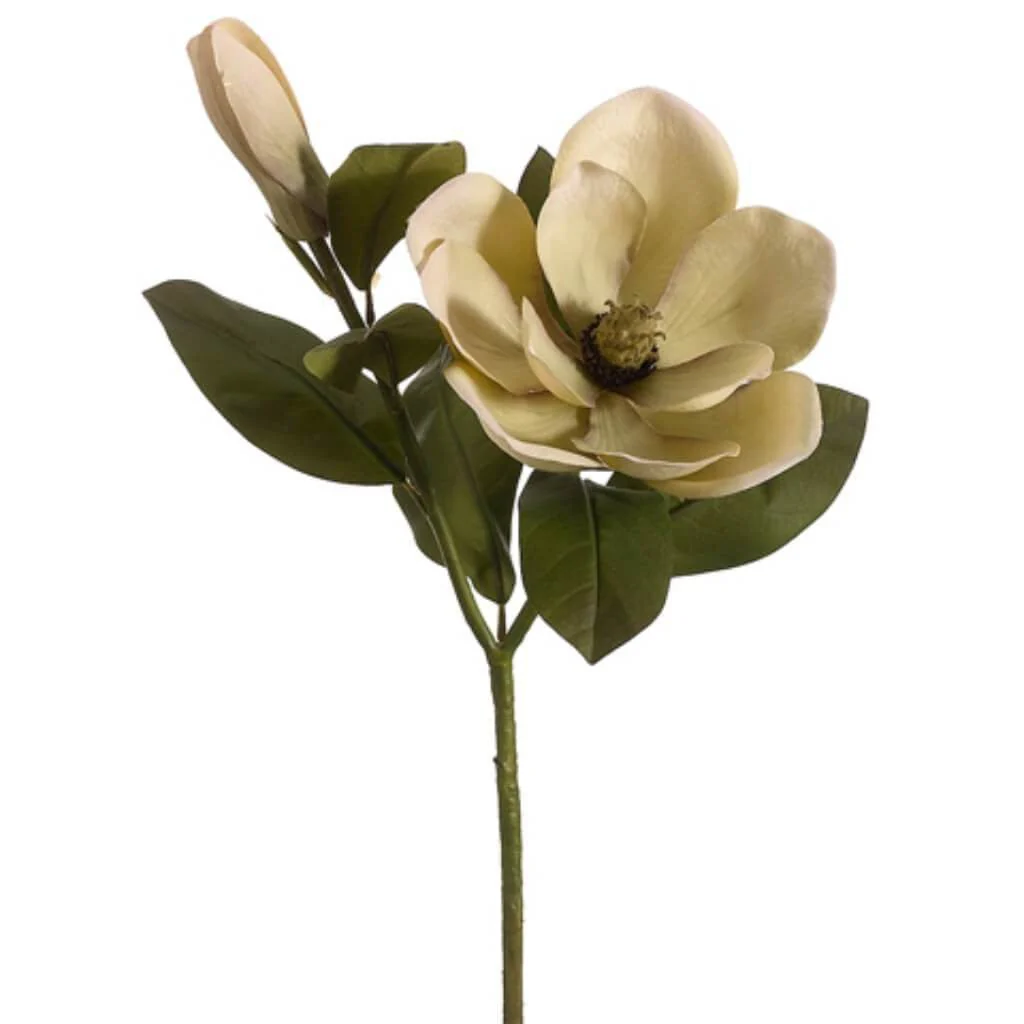 27"Romance Magnolia Sp. Gr/Ep