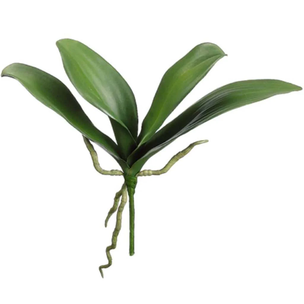 Phalaenopsis Leaf Plant Green, 12in