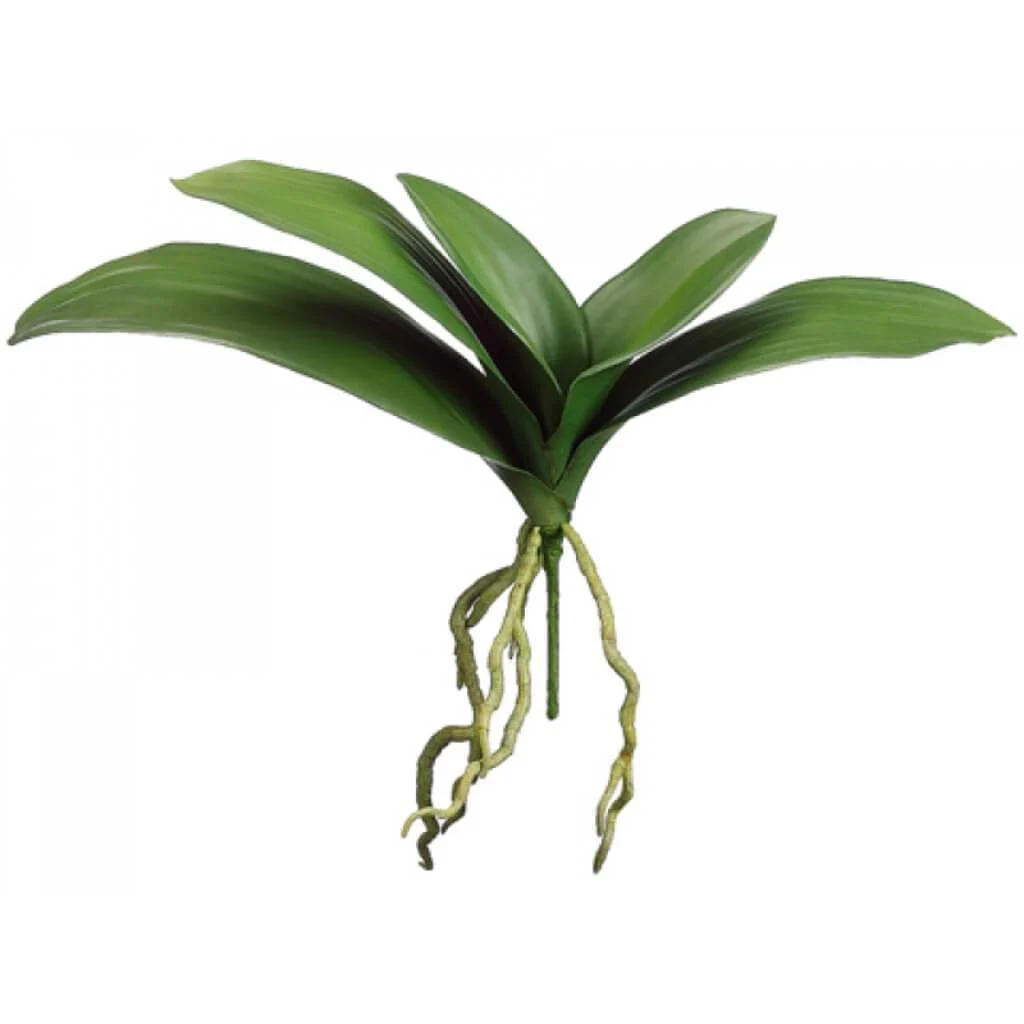 Phalaenopsis Leaf Plant Green, 15in