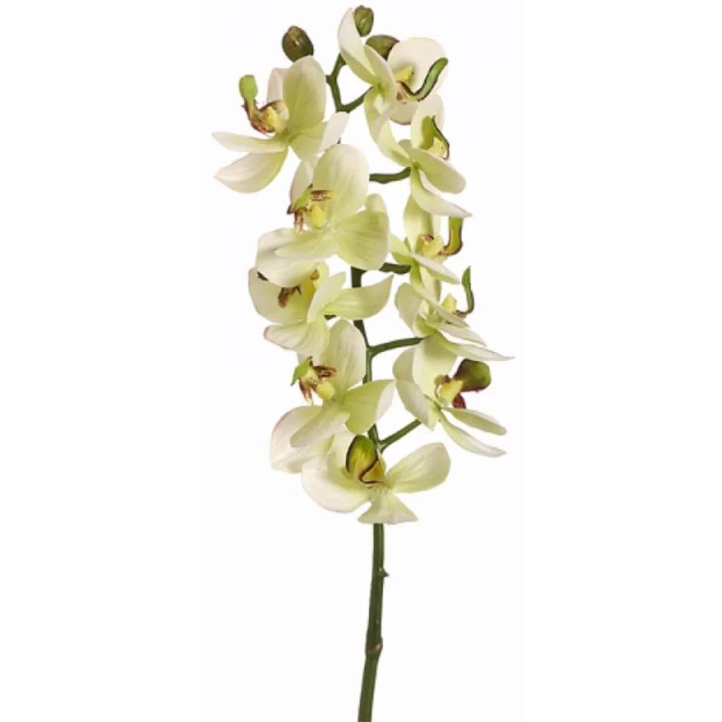 Sm Phalaenopsis Spray 18.5"Green Violet