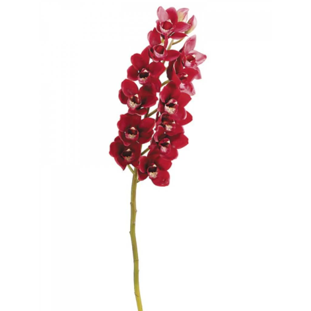 Cymbidium Orchid Spray 39" Red