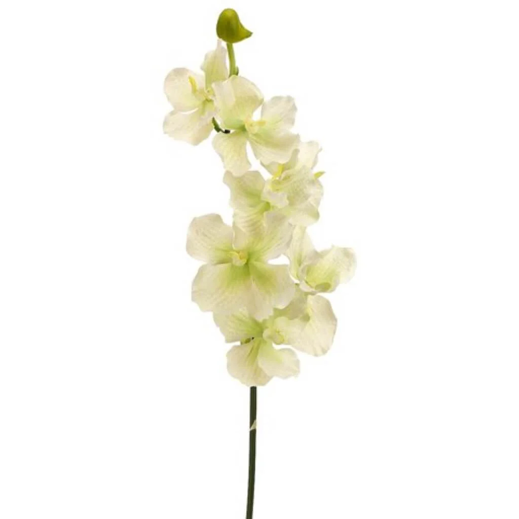 Vanda Spray 7F1B 33" Cream Green
