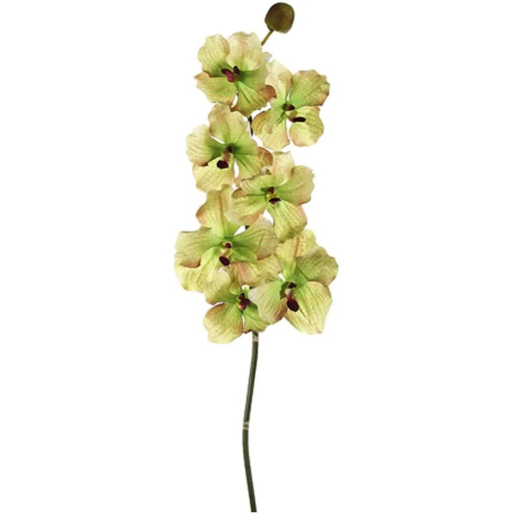 Vanda Spray 7F1B 33" Green Burgundy