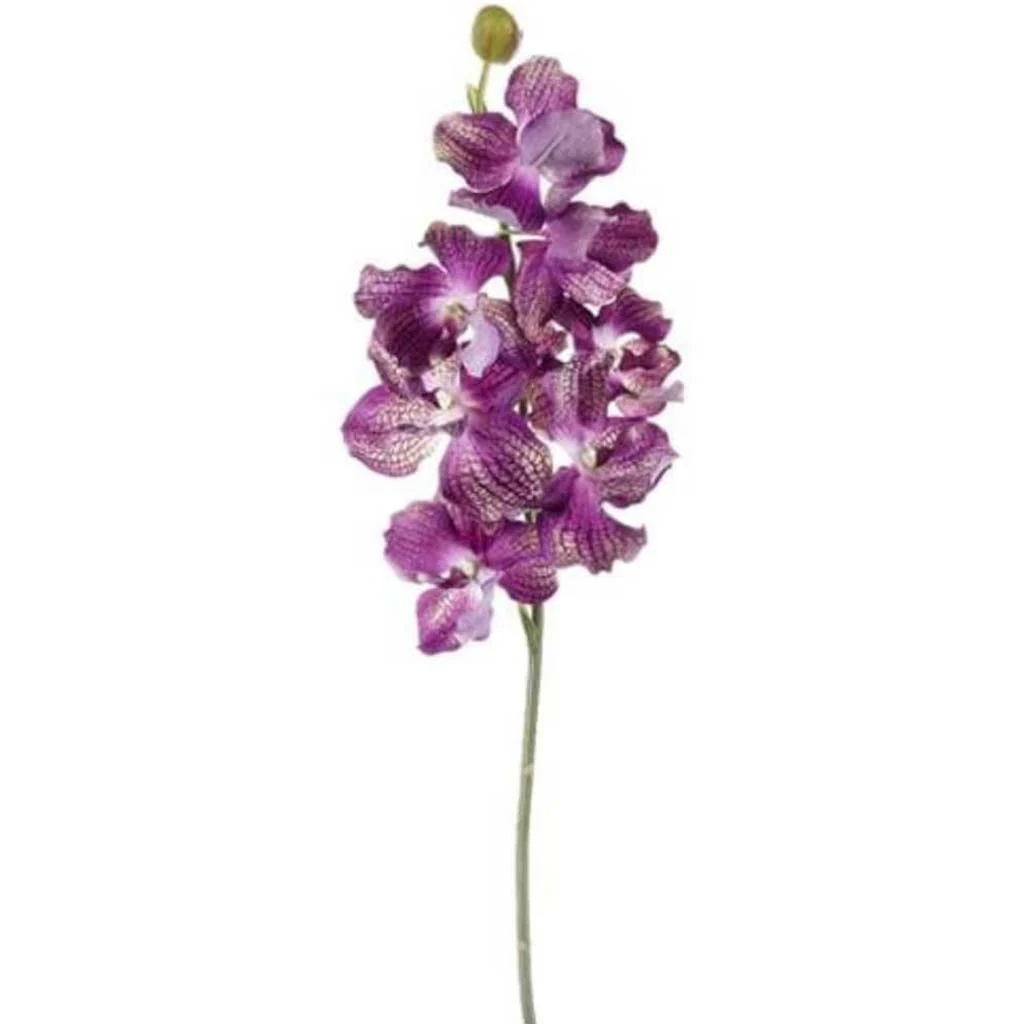 Vanda Spray 7F1B 33" Orchid