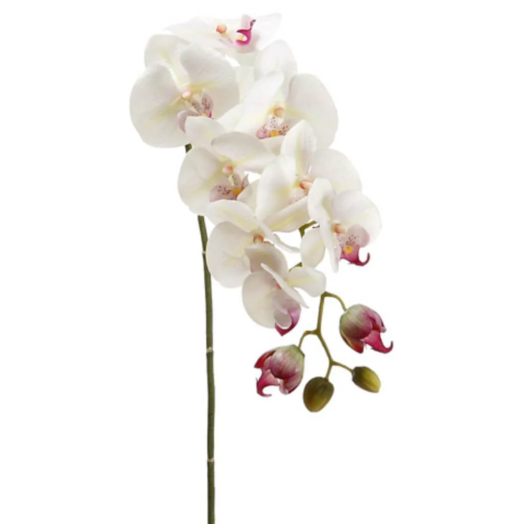Phalaenopsis Sp.8F4B 31" Cream Rubrum