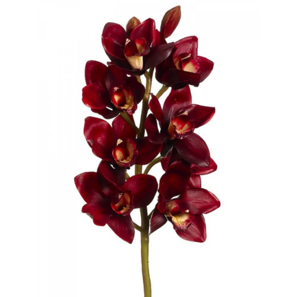 Cymbidium Orchid Spray 28" Burgundy