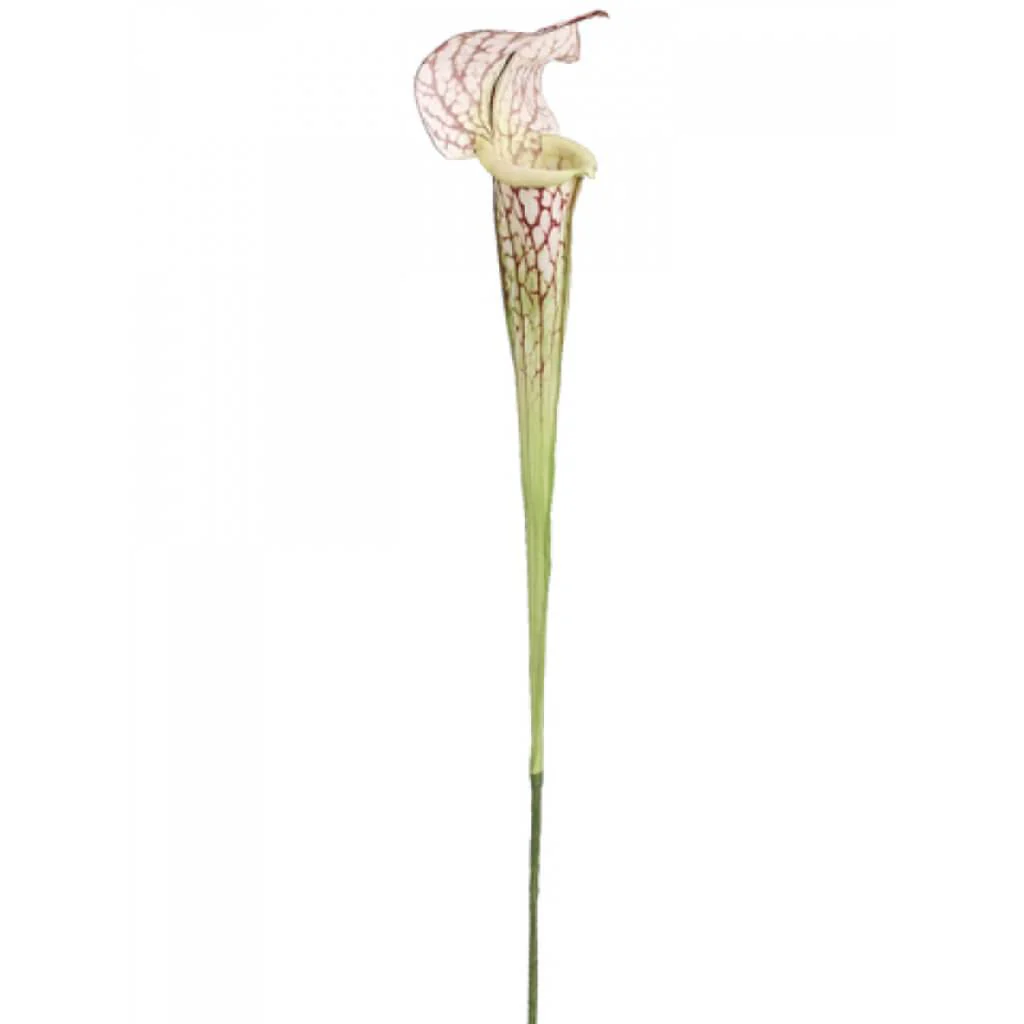 Pitcher Plant Spray 28" Cream Burgundy
