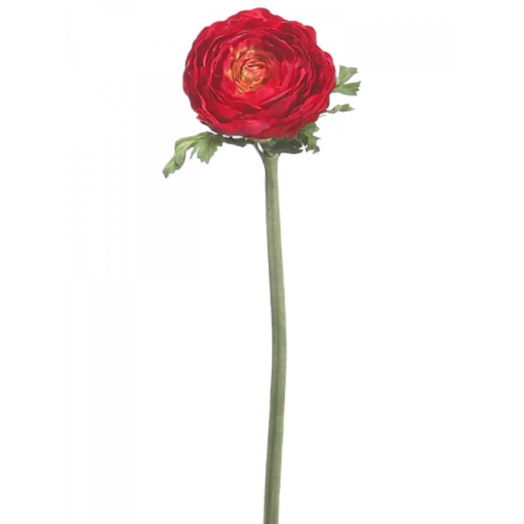 Ranunculus Spray 20" Red